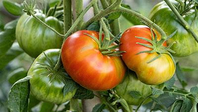 토마토 궤양병 초기 방제 중요