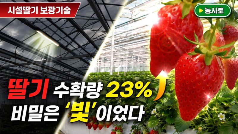 미세먼지·저일조, 시설딸기 맞춤형 보광기술로 걱정 끝!  썸네일 이미지