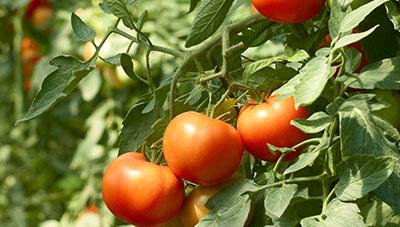 토마토 시설재배 곰팡이병 발생초기 방제로 피해 예방
