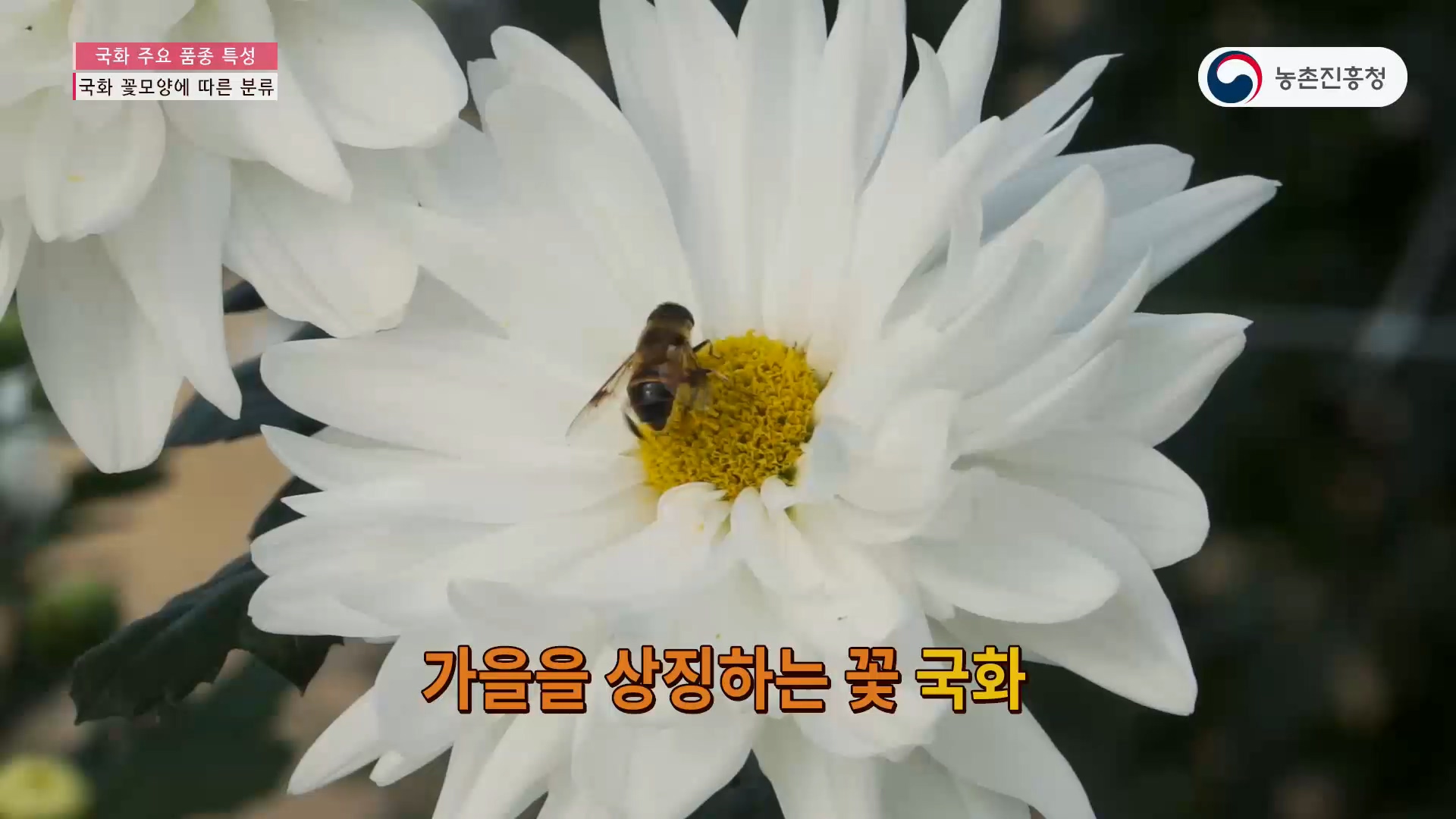 국화 주요 품종 특성