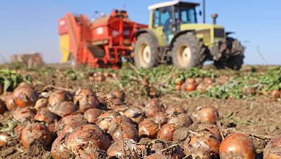 마늘.양파 생산 전과정 기계화 기술
