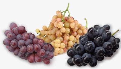 소비자 선택 넓히는 개성 만점 포도 본격 등장