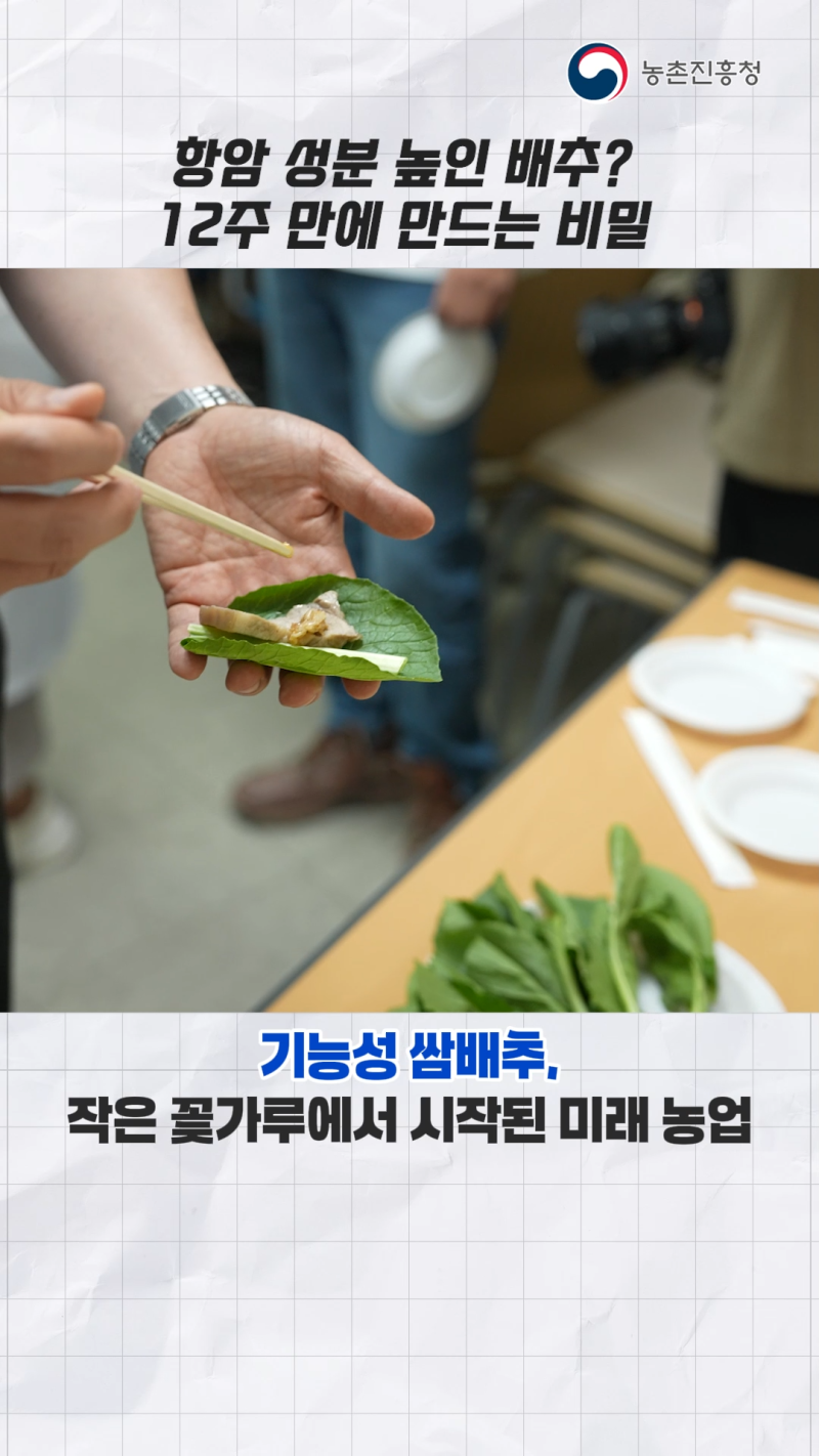 기능성 쌈배추 안정 생산을 위한 육종 기술 썸네일 이미지