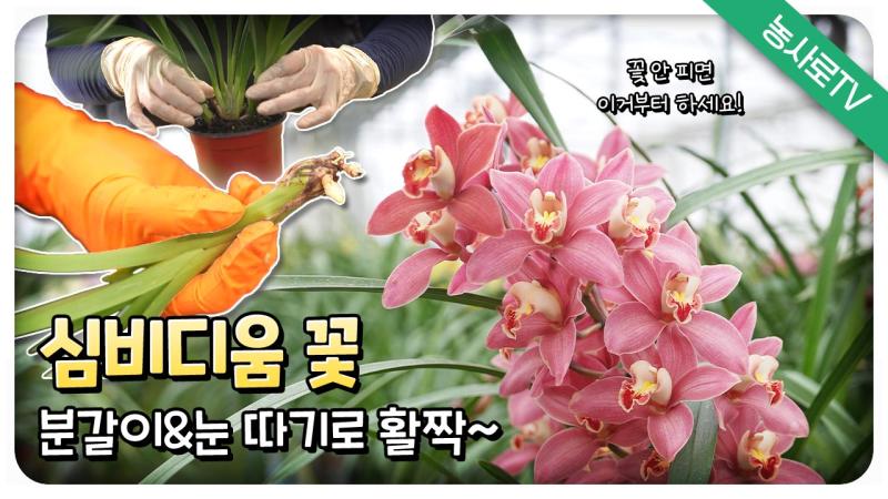 심비디움 꽃, 분갈이&눈 따기로 활짝~