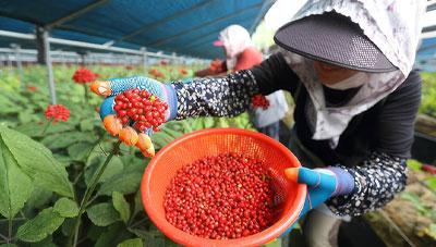 인삼 씨앗채취, 우수한 모종생산의 첫걸음
