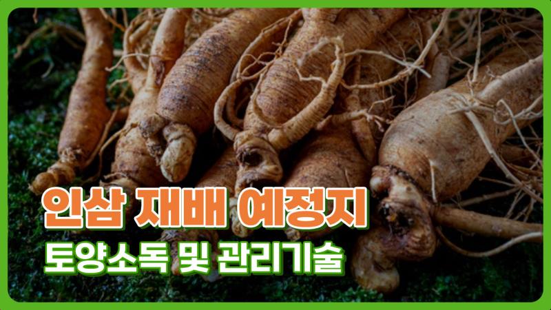 인삼 재배 예정지 토양소독 및 관리기술
