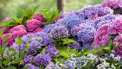 다채로운 색상 풍성한 꽃 수국 재배 기술