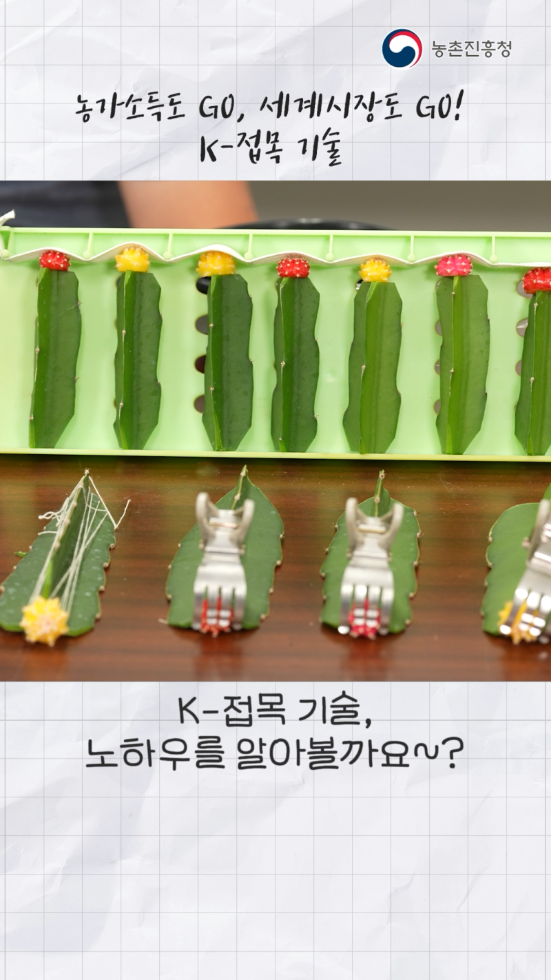 선인장 접목 기술 쇼츠 B
