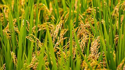 벼 흰잎마름병 저항성 벼 품종 수광1 농가 보급