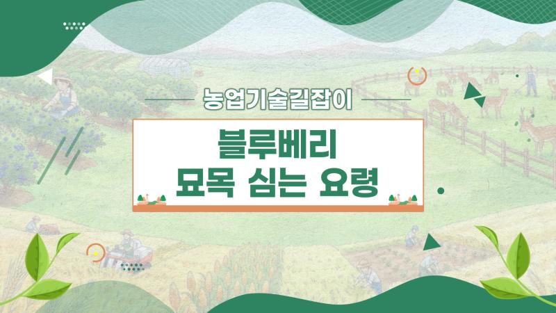 농업기술길잡이 - 블루베리 묘목 심는 요령 썸네일 이미지
