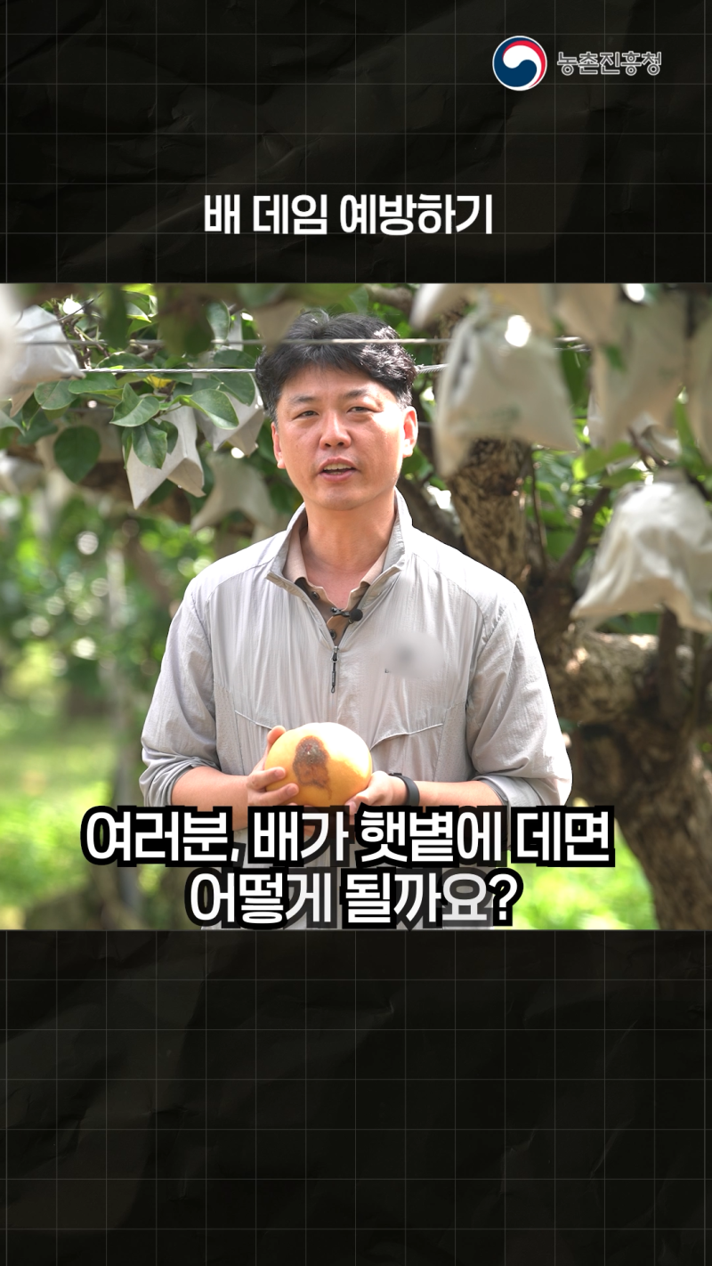 햇볕 데임, 열매 터진 배! 수확 후 저장관리 기술_쇼츠 A