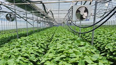 잎들깨 안정생산을 위한 겨울철 하우스 관리 방법