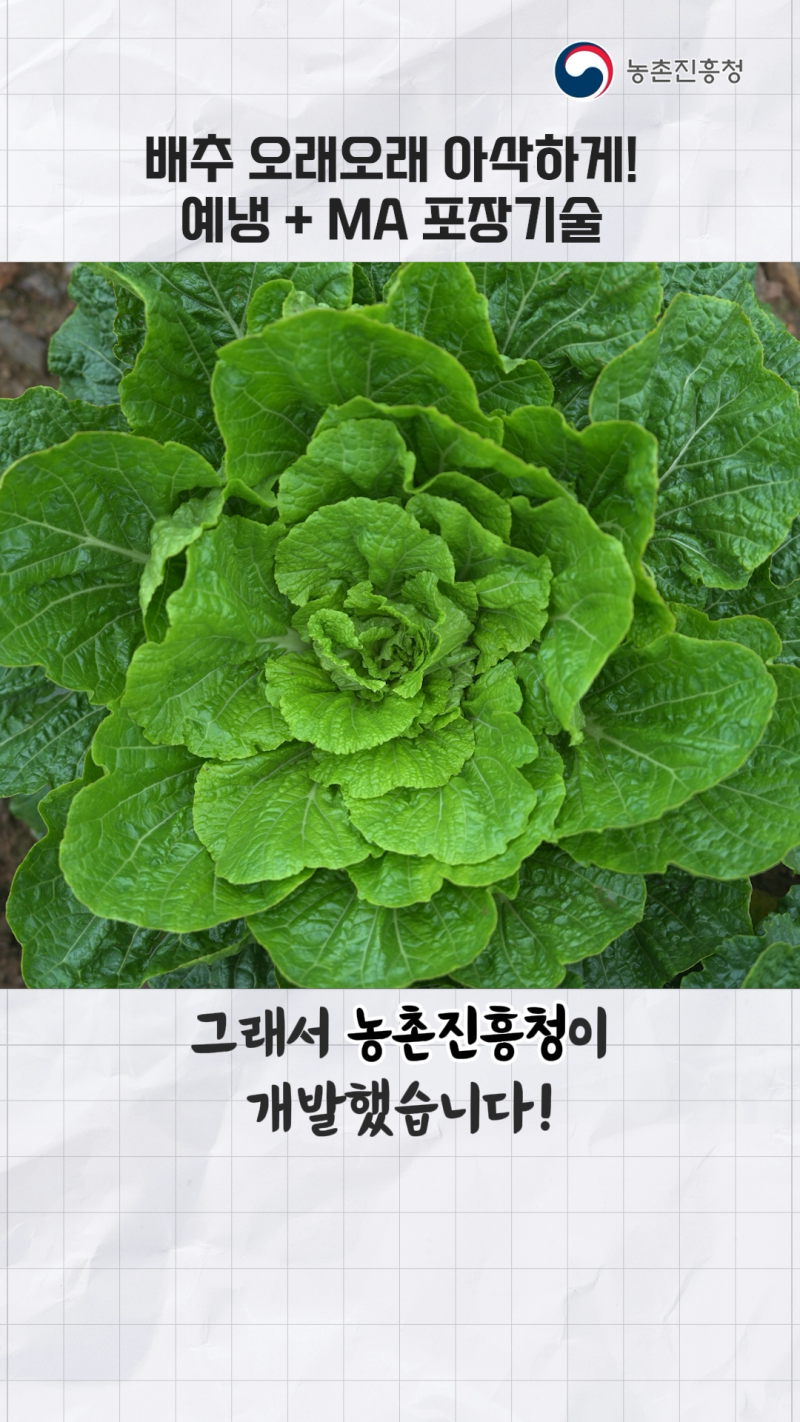 배추 장기저장을 위한 예냉 및 MA 포장기술_쇼츠 B