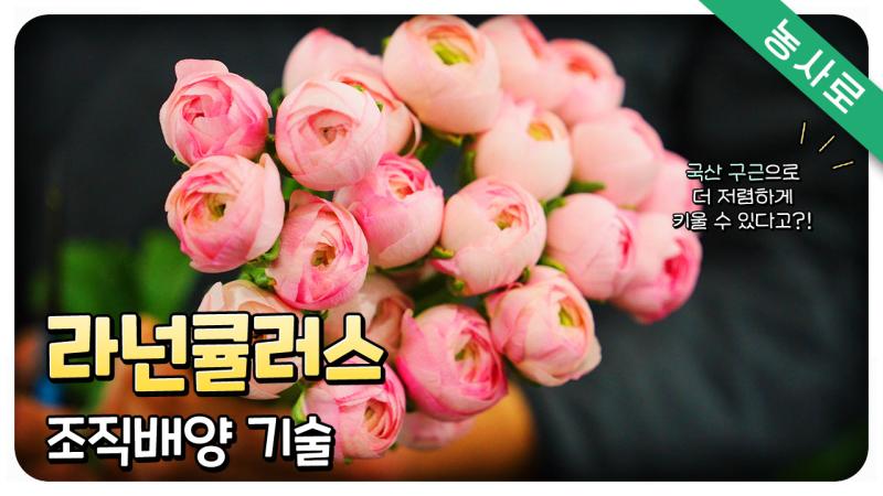 라넌큘러스 조직배양 기술