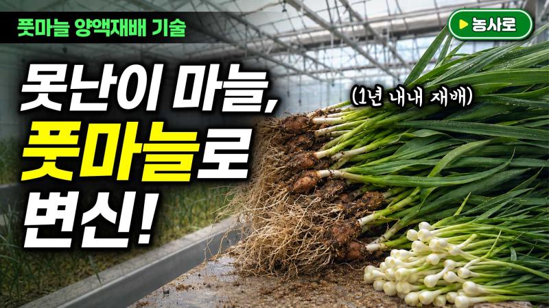 못난이 마늘의 변신, 풋마늘 양액재배 썸네일 이미지