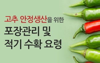 고추 안정생산을 위한 포장관리 및 적기 수확 요령