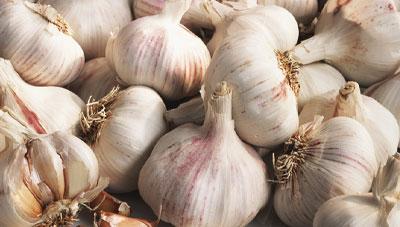 마늘 뿌리응애 겨울나기 후 제때 방제로 피해예방