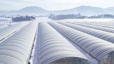 겨울철 자연재난 대비 농작물 및 시설물 관리 요령