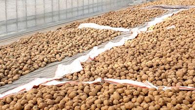 봄재배 씨감자 관리와 싹틔우기 방법 소개