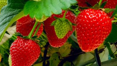 딸기 주요 곰팡이병 제때 방제로 피해 예방