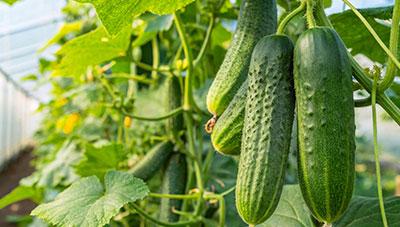 오이 호박황화모자이크 바이러스 매개충 방제 피해 예방