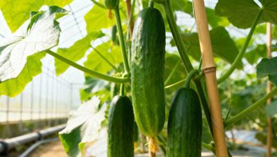 오이녹반모자이크이러스병(CGMMV) 접촉전염 작업도구 소독으로 전염 예방