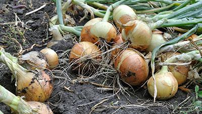 양파 주요 병해 사전 방제로 피해 예방