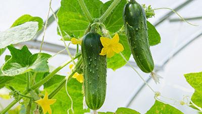 오이 시설재배 주요 병해 피해 예방 철저히