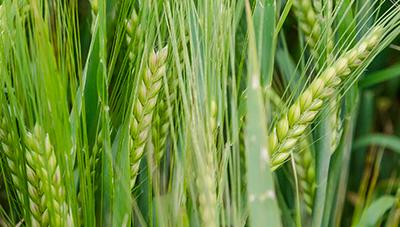 맥류, 기후 온난화에 따른 지역별 파종 적기 제시!