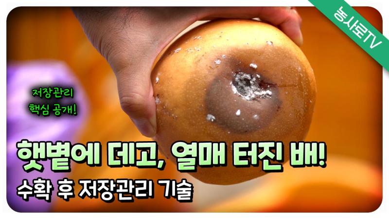 햇볕에 데고, 열매 터진 배! 수확 후 저장관리 기술