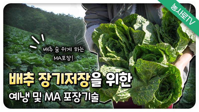 배추 장기저장을 위한 예냉 및 MA 포장기술