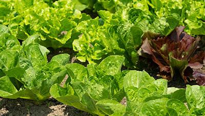 상추 주요 병해 발생 전 예방적 방제가 중요