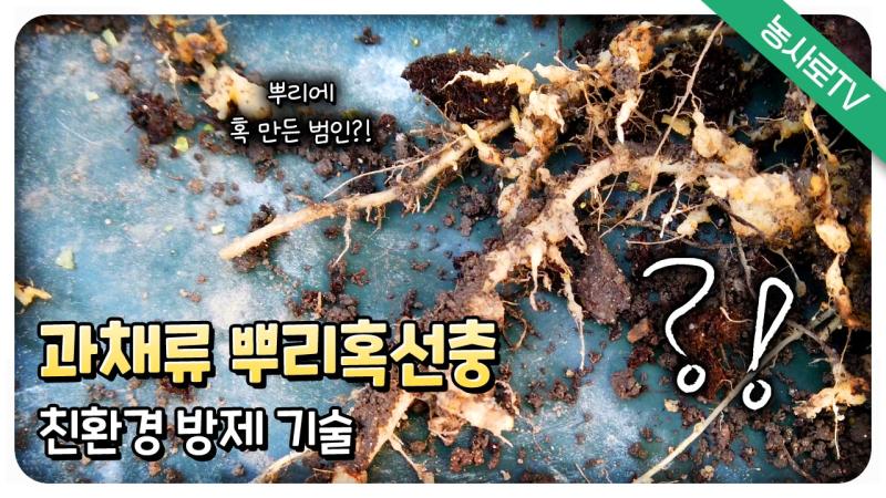 과채류 뿌리혹선충 친환경 방제 기술