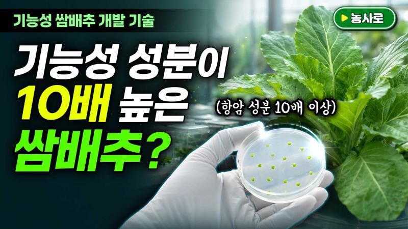 기능성 쌈배추 안정 생산을 위한 육종 기술 썸네일 이미지
