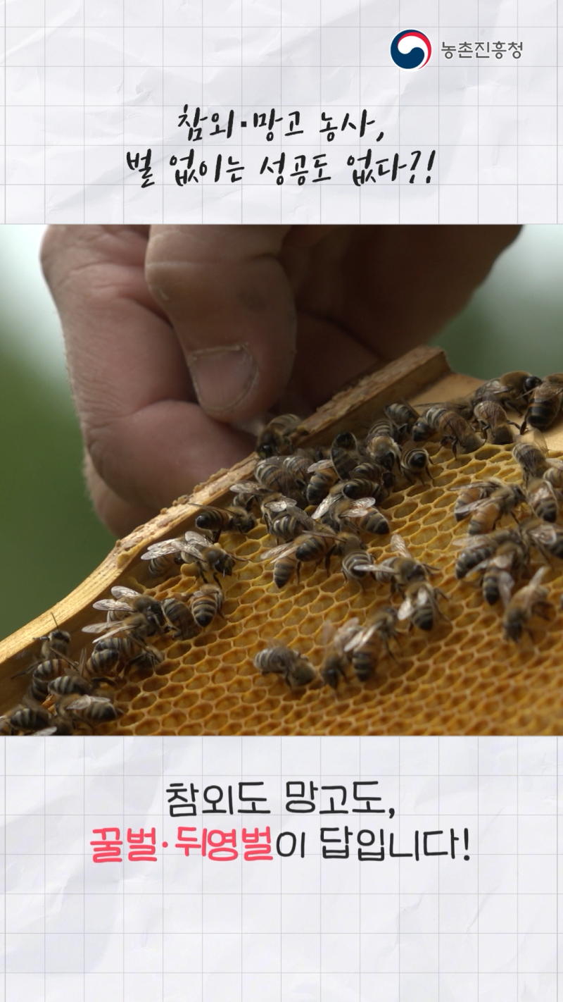 참외 망고 재배 시 꿀벌과 뒤영벌 이용 기술 쇼츠 B