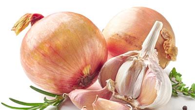 마늘, 양파 한파 대비 관리 요령