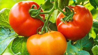 토마토 반점위조바이러스(TSWV) 매개충 조기 방제로 피해 예방