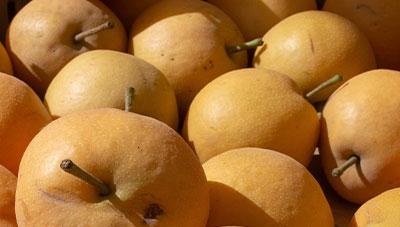 배 데임, 터짐 피해 과실 수확 후 관리 기술