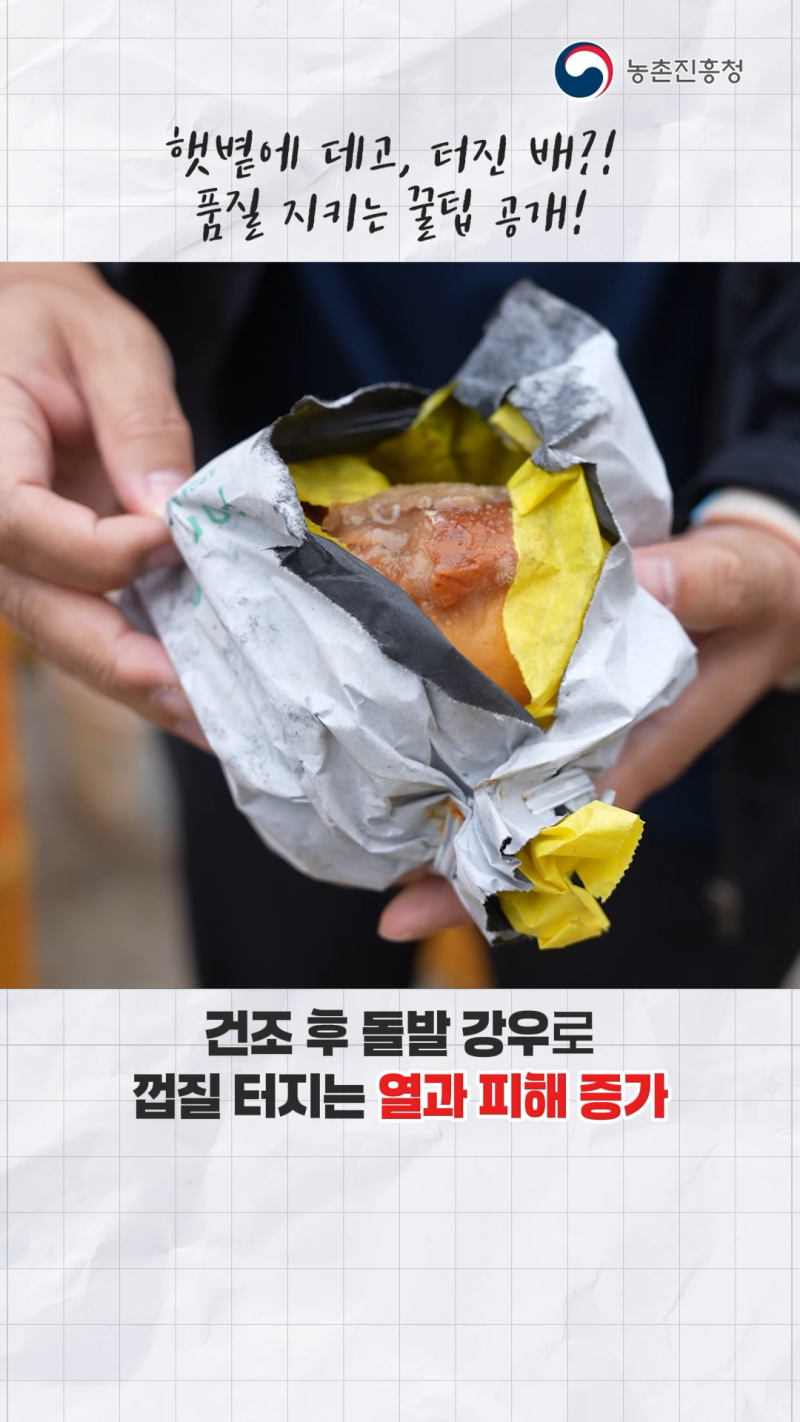 햇볕에 데고, 열매 터진 배! 수확 후 저장관리 기술_쇼츠B