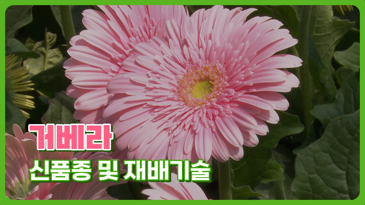 거베라 신품종 및 재배 기술