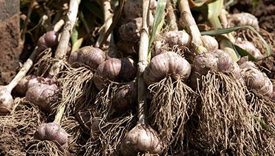 마늘 고자리파리 제때 방제로 피해 예방