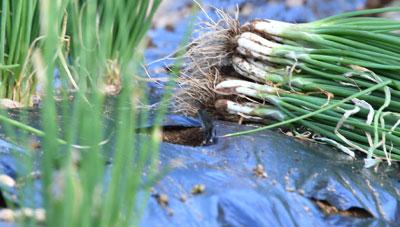 쪽파 주요 병해 조기 발견 적절한 방제 필요