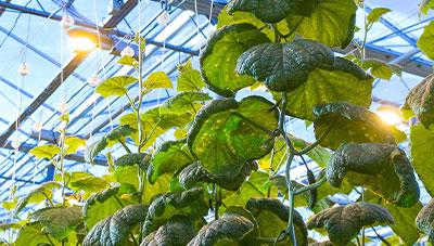 시설재배 일조량 감소에 따른 대응 방법