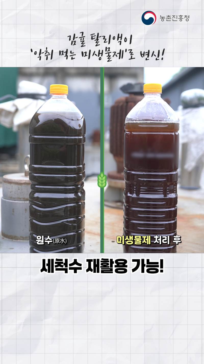 양돈장 악취 잡는 감귤 탈리액 미생물제제_쇼츠 B