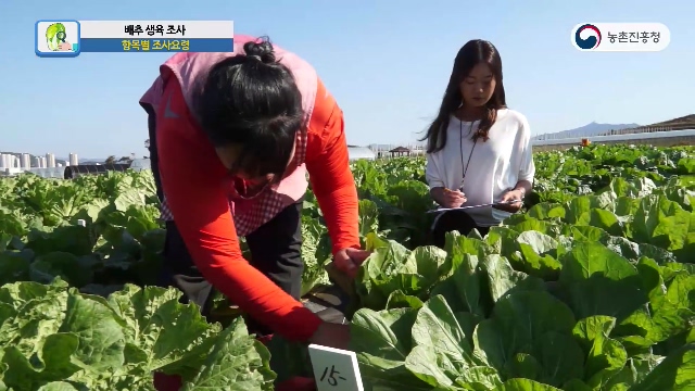 배추 생육 조사