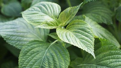 잎들깨 제때 병방제로 피해 예방