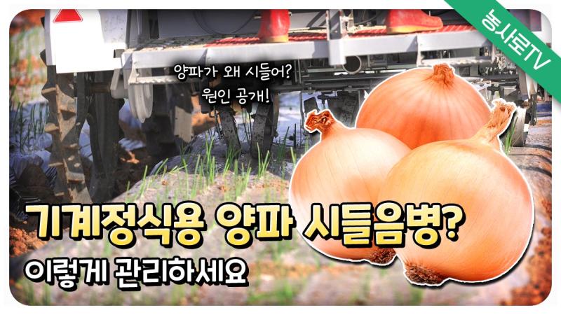 기계정식용 양파 시들음병 이렇게 관리하세요