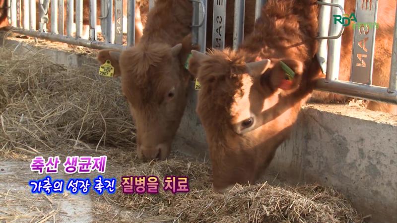 축산 생균제_사용시 유의점