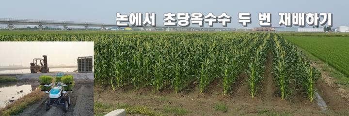 대문용