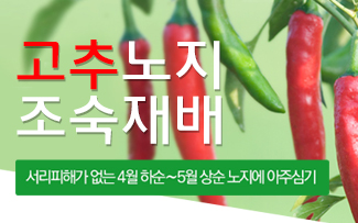 고추노지조숙재배 이미지